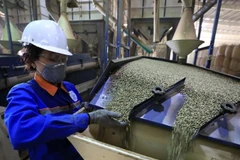 Coffee processed at Simexco Dak Lak. Products with low, transparent, and well-managed carbon footprints will hold long-term competitive advantages. (Photo: VNA) 