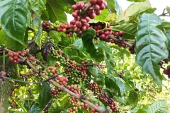 Coffee currently accounts for nearly 85% of Vietnam’s total exports to Algeria. (Photo: VNA)