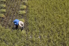 A farmer harvest rice in a field in Ayutthaya province, Thailand (Photo: AFP/VNA) 