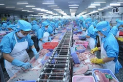 Across the CPTPP bloc, Vietnam’s tra fish exports soared 36% year-on-year to 305 million USD during January-October, representing 17% of its global tra fish sales. (Illustrative photo: VNA)