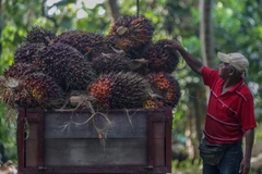 Illustrative photo (Photo: nst.com.my)