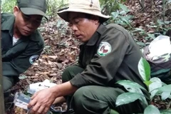 Two rangers check a camera trap in jungle of the Saola Nature Reserve in Hue city. (Photo: VNA)
