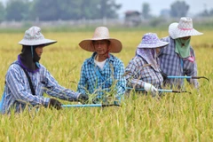 Rice farmers work in a field in Suphan Buri province, Thailand. (Photo: bangkokpost) .