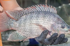 Vietnam’s tilapia export turnover to the US surges 173% year-on-year in 2025 (Source: VASEP)