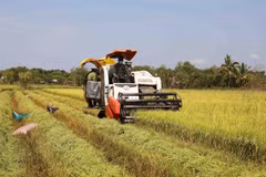 Opportunities, challenges in store for rice exports after New Year