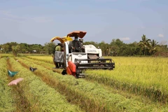 Opportunities, challenges in store for rice exports after New Year