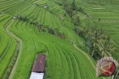 Paddy fields in Bali (Photo: Antara)