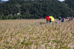 Tourists visit Suncheon Bay, the Republic of Korea. (Source: Xinhua/VNA) 