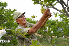A farmer take care of custard apple gardens grown using high technology (Photo: VNA)