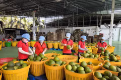 Grapefruit for export at Kim Thanh packing factory in Giao Long commune, Vinh Long province. (Photo: VNA)