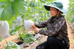 The application of Israeli technology in melon cultivation has delivered high economic efficiency (Photo: VNA)