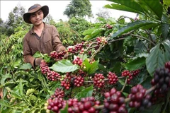 A farmer harvests coffee beans in IaGRai district, Gia Lai province (Photo: VNA)