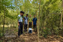 The release site is carefully selected to provide suitable ecological conditions and improve the pangolin's chances of survival in the wild. (Photo: VNA)