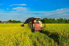 Farmers harvest rice in the Mekong Delta. (Photo: VNA)