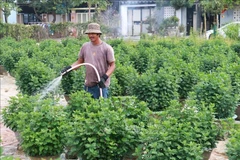 A flower grower in An Lac village, Dong Ha ward, is busy tending to Tet flowers. (Photo: VNA)