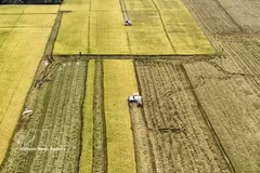 Harvesting rice in the Mekong Delta (Photo: VNA) 