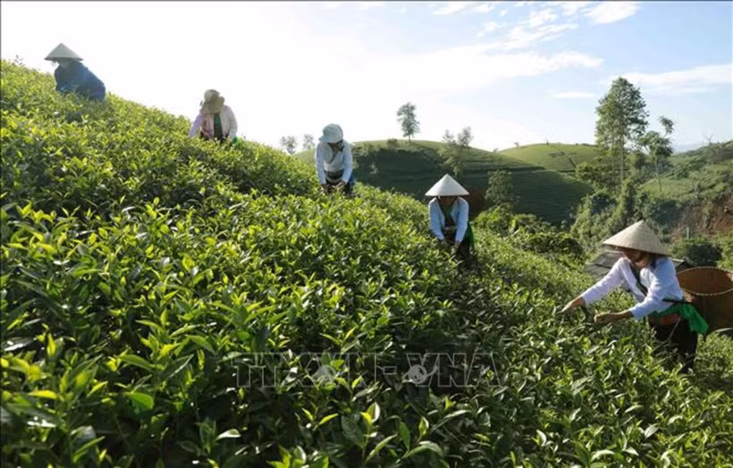 Tien Son district, the biggest tea cultivation area in Phu Tho province. (Photo: VNA)