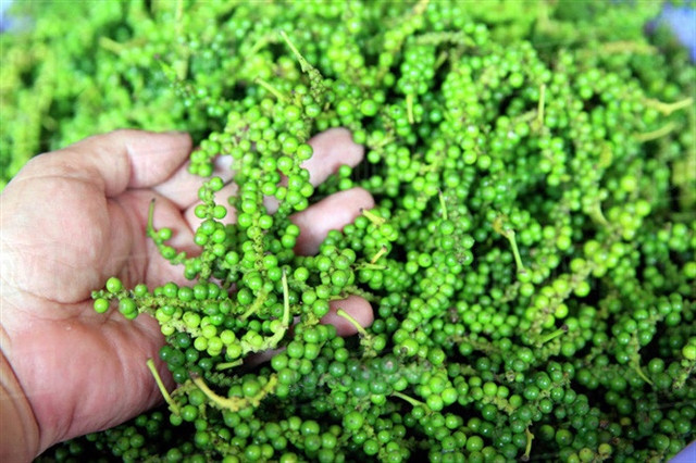The pepper prices have surged to levels ranging from 119,000-120,000 VND per kilo. (Photo: vnbusiness.vn)