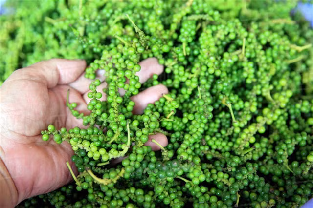 The pepper prices have surged to levels ranging from 119,000-120,000 VND per kilo. (Photo: vnbusiness.vn) 