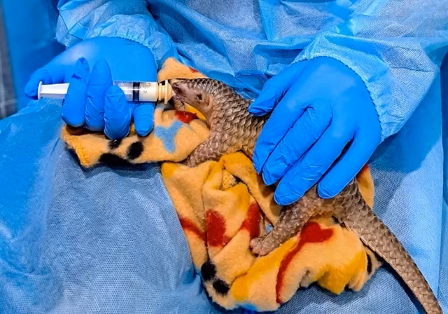 A pangolin rescued by the SVW. (Photo courtesy of the SVW)