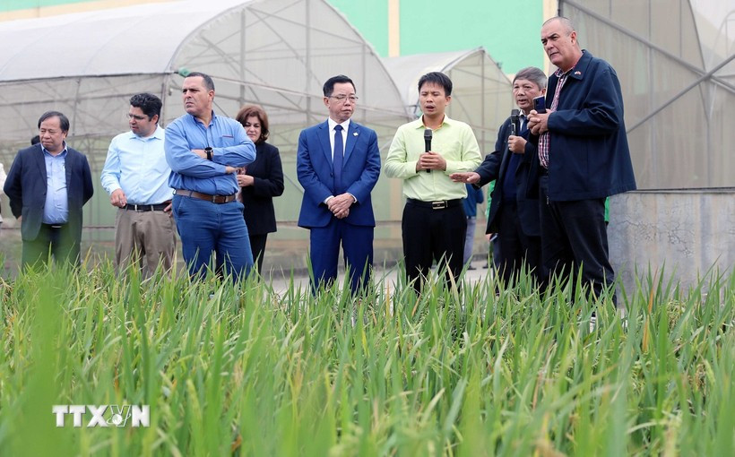 The Cuban delegation visits crop research institute of Thai Binh Seed JSC. (Photo: VNA)