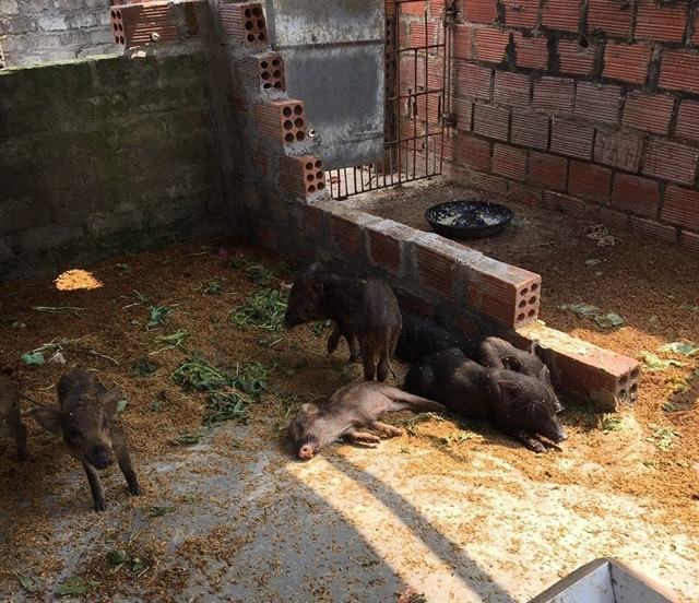An African swine fever outbreak was detected in Tien Phong commune, Quang Yen town, Quang Ninh province (Photo: VNA)