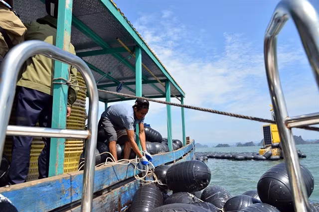 A fisherman gathers buoys for oyster farming after the storm. The Government has asked the State Bank of Vietnam to develop new credit programmes with appropriate preferential interest rates for customers to restore production and business after storm Yagi. (Photo: VNA)