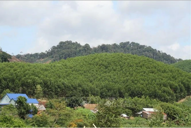 Since the mid-2000s, many businesses have rolled out carbon credit programmes and projects. (Photo: VNA)