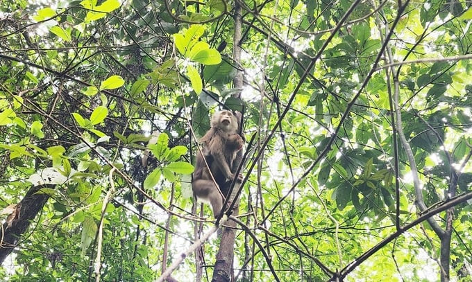 The released animals are all on the list of endangered, precious, and rare animal species. (Photo: VNA)