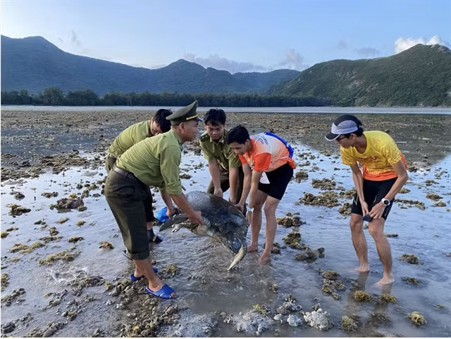 The turtle is returned to the sea. (Photo: moitruong.net.vn)