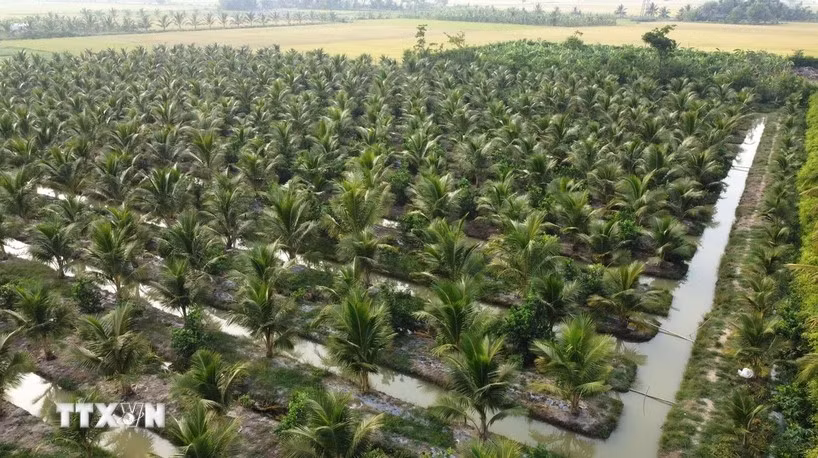 Coconut farming area in Chau Thanh district of Tra Vinh province. (Photo: VNA)