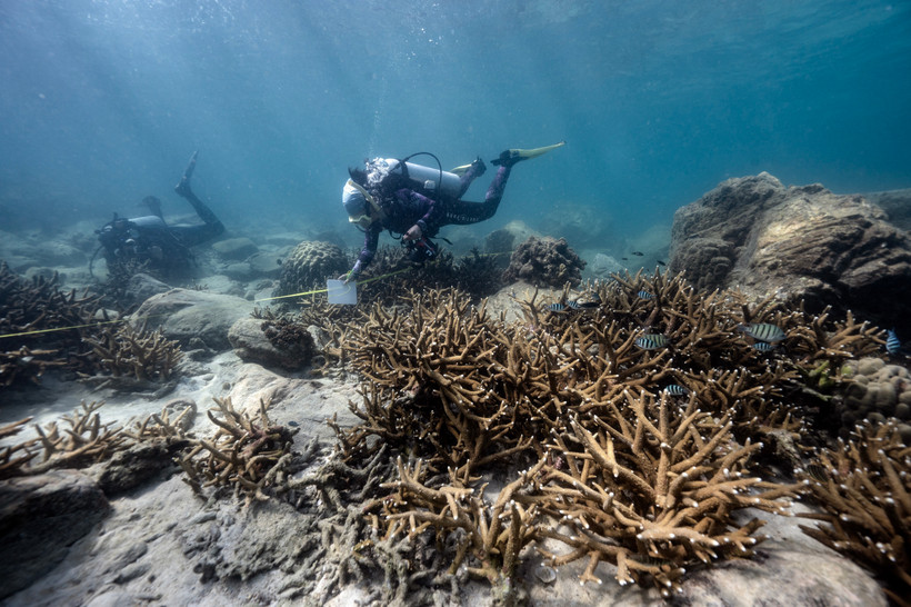 Coral off the coast of Samae San Island in Thailand's Chonburi Province (Photo: AFP/VNA)