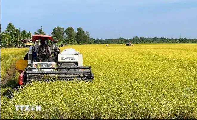Vietnam annually produces over 43 million tonnes of rice, of which the Mekong Delta accounts for approximately 24 million tonnes. (Photo: VNA)