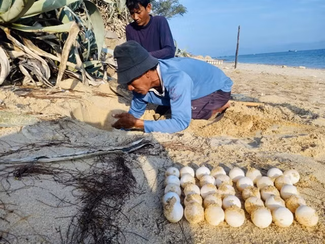 A sea turtle conservation volunteer collects eggs at Trang Dao beach (Photo: Hon Cau Marine Protected Area)