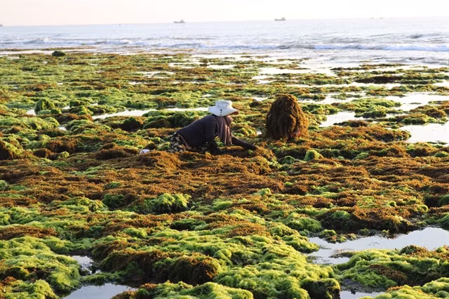 Illustrative image (Photo: VNA)