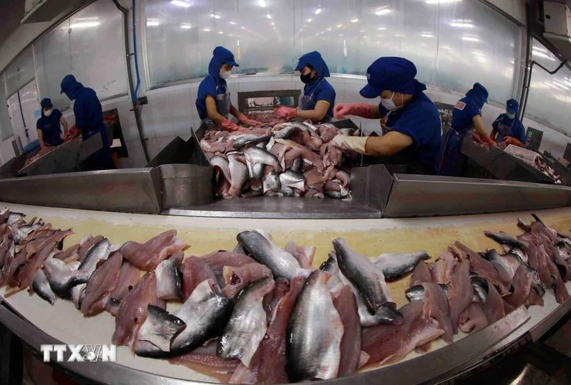 Processing tra fish for export. Shipment of Vietnam's pangasius to Malaysia reached an estimated 31 million USD in the first 11 months of this year, marking a year-on-year increase of over 21%, according to VASEP (Photo: VNA)