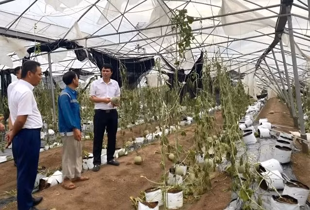 A farm is damaged by Typhoon Yagi. (Photo: VietnamPlus) 