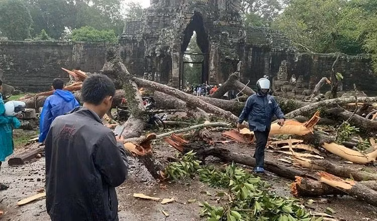 A rainstorm topples a centuries-old tree in the Angkor Archaeological Park in northwest Cambodia's Siem Reap province on July 23. (Photo: Khmer Times)