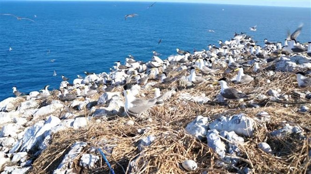 A flock of birds at Hon Trung Bird Sanctuary in the Con Dao National Park the southern province of Ba Ria-Vung Tau. (Photo: VNA)