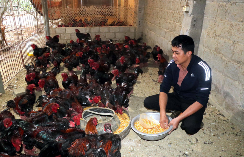 A member of Dong Tao Chicken Breeding and Trading Cooperative in Khoai Chau district, Hung Yen province feeds chicken in his farm. (Photo: VNA)