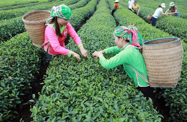 Farmers harvest tea in northern Lai Chau province. (Photo: VNA)