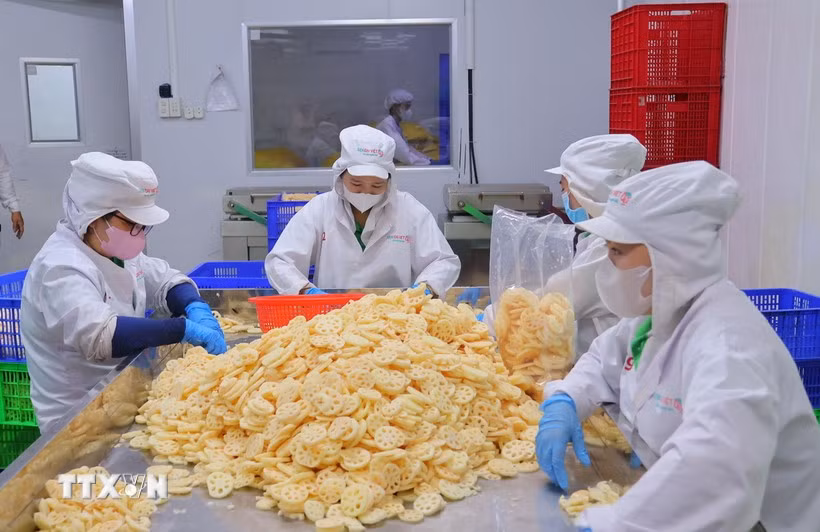 At Dai Viet Lotus Food JSC's factory (Photo: VNA)