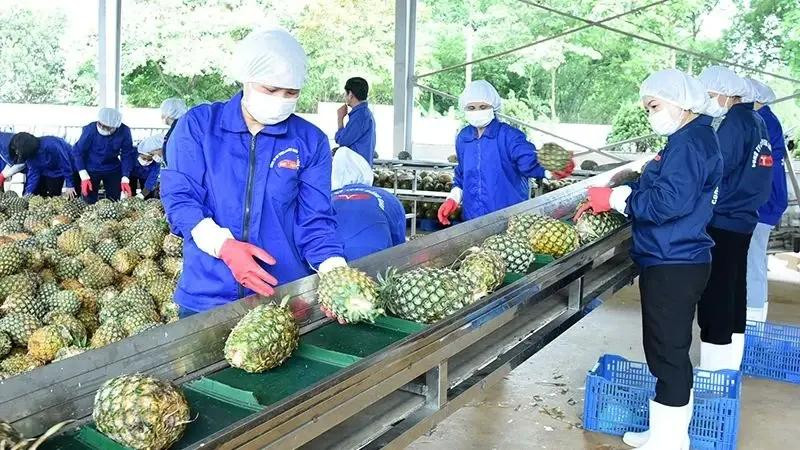 Processing pineapple for exports at the Dong Giao Foodstuff Export Joint Stock Company in the northern province of Ninh Binh. (Photo: VNA)