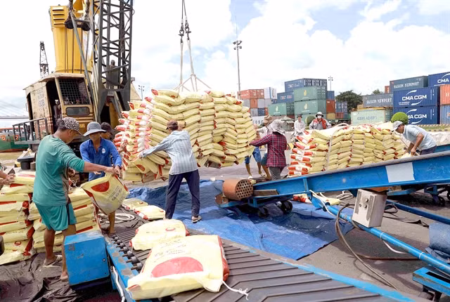 Vietnam exports 6.16 million tonnes of rice in the first eight months of this year. (Photo: VNA)