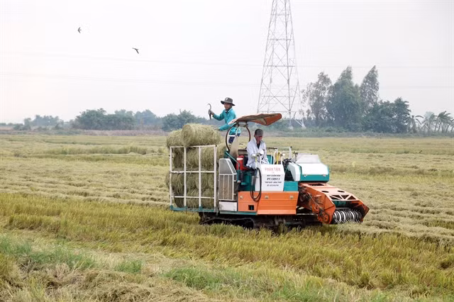 Straw baled ready to grow mushrooms. (Photo: VNA)