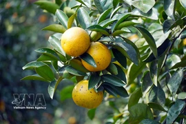 Thuong Loc oranges in Ha Tinh province enter Tet season