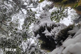 Weekly highlights: Unexpected frost covers Ta Xua Peak in March 