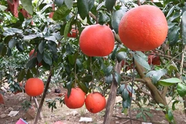 Red pomelo sees rising demand ahead of Lunar New Year