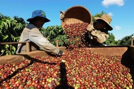 Farmers harvesting coffee (Photo: VNA)