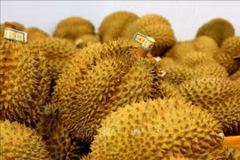 Vietnamese durians are fast becoming a trendy delicacy in China's Beijing. (Photo: VNA)